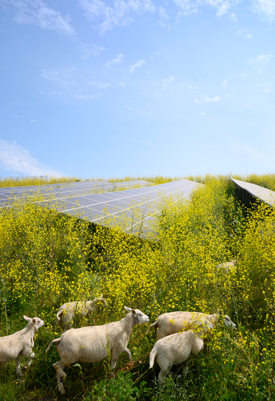 agrivoltaico in Ticino